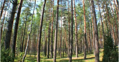 تراجع قدرة أحواض الكربون في غابات الاتحاد الأوروبي يضيف لأزمة تغير المناخ 