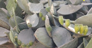 موسم حصاد التين الشوكي في المنيا.. المساحة المزروعة تصل إلى 15 ألف فدان