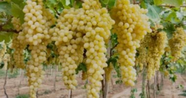 العنب.. فاكهة الجنة تتلألأ فى جناين مركز السنطة بالغربية.. المدينة تتربع على عرش إنتاجه فى مصر بزراعة أنواعه المختلفة.. البناتى والكينج والفيلم والأسبرو أشهرها.. والتوسع فى زراعته بالصحراء لإنتاج الزبيب زراعة العنب فى السنطة
