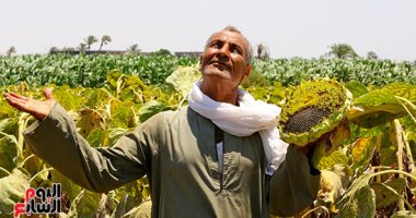 "اللب السورى فى الصعيد".. عباد الشمس فرص واعدة للتنمية الزراعية والاقتصادية