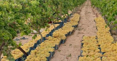 مزارع العنب فى مركز السنطة