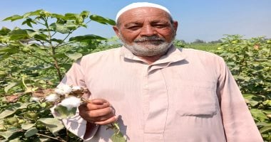 نصف قرن قضاها فى زراعة القطن.. حكاية العم لطفى الكومى الفلاح الفصيح مع الذهب الأبيض فى الشرقية.. مدير عام الزراعة: إجمالى المنزرع من المحصول 36863 فدان جيزة 94 بزمام المحافظة.. إنتاجية الفدان من 9 إلى 11 قنطارا عم لطفى الكومى
