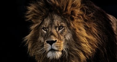 نيوز برو : 
                                            لم يتبق منه سوى 50 ألف.. لماذا يحتفل العالم باليوم العالمى للأسد؟
                                        