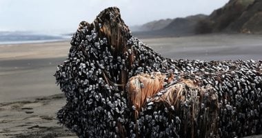 وحش الشاطئ.. صورة توضيحية  