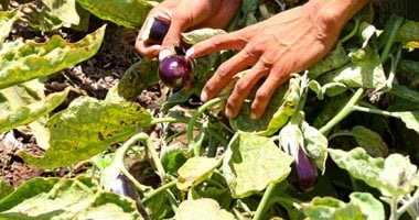 سحر الطبيعة فى الريف..بساطة وراحة بال زراعة الباذنجان