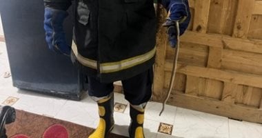 بلاغ بوجود ثعبان داخل شقة بالمنوفية.. والحماية المدنية تتدخل رجل الحماية المدنية ينقذ قاطنى شقة من ثعبان ويتمكن من الامساك به