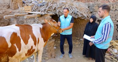 تسليم البقرة للأسرة 
