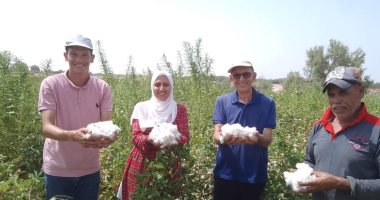 نجاح تجارب زراعة القطن في صحراء جنوب سيناء