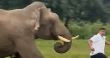 نيوز برو : 
                                            فيل يهاجم سائحا ويدهسه بعد محاولة الأخير التقاط صورة سيلفى معه.. صور
                                        