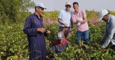 زراعة القطن