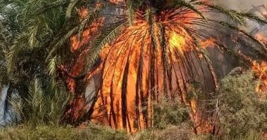 السيطرة على حريق مزرعة نخيل بقرية البشندى بمركز بلاط دون إصابات