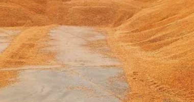  موسم توريد القمح