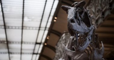 متحف التاريخ الطبيعي