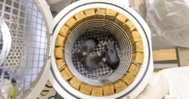 روسيا تستعد لإطلاق 75 فأرًا و1000 ذبابة فاكهة للفضاء.. صور