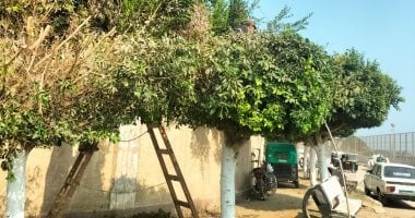 جهود متواصلة لتطوير قرية دهتورة بزفتي فى محافظة الغربية.. تأهيل الطريق والكوبري المؤدي لقناطر الـ 50 عين لجذب السياحة الداخلية.. وأهالي زفتي يخرجون لقضاء أوقات الاستجمام على ضفاف النيل.. صور تقليم الاشجار