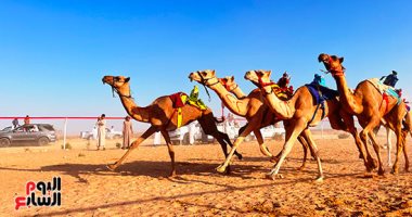 العلمين تحتضن سباق الهجن بمشاركة 1500 جمل.. عرس تراثى على رمال الساحل الشمالى