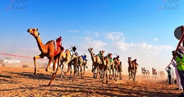 سباق الهجن بالعلمين 