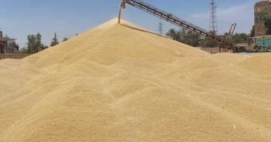 تموين الأقصر تعلن انتهاء موسم توريد القمح بزيادة 47.5% عن الموسم السابق.. صور