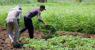ملكة المائدة المصرية.. قصة الملوخية من الأرض إلى الأسواق حصاد الملوخية