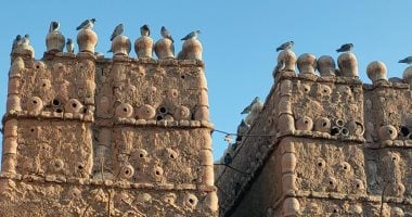 أبراج الحمام هواية ومصدر رزق..بنيت منذ سنوات بالقرى والمدن فى قنا واحتوت الحمام الجبلى والبلدى..البناء يستغرق شهور والشكل المقبب يحافظ على توازن الحرارة..أبو الوفا: هناك عادات موروثة لإبطال السحر بالحمام الجبلى أبراج حمام في مركز الوقف بقنا