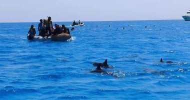 السباحة مع الدلافين بمرسي علم