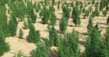 حرق حدائق الشيطان.. الداخلية تضبط أطنان مخدرات وتغلق مزرعة هيدرو بالإسماعيلية.. الأمن يلاحق تجار السموم من الصحراء إلى سماعة الصب ويصادر مخدرات قيمتها تقارب مليار جنيه.. خبراء: أجهزة ومعلومات دقيقة فى الرصد