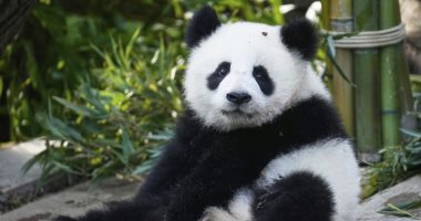 عيد ميلاد الباندا.. حديقة حيوان برلين تحتفل بمرور عام على ولادة توأم الباندا العملاقة