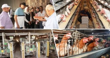 الهدف تحقيق الاكتفاء الذاتى من السلع الأساسية.. إعادة تشغيل مشروع إنتاج الـ30 مليون بيضة بالخانكة.. محافظ القليوبية: المشروع يضم عنابر التربية والإنتاج ويعمل بكامل طاقته فى مارس 2026 ومنافذ بيع مباشرة للمواطنين المشروع يعمل بكامل طاقته مارس المقبل
