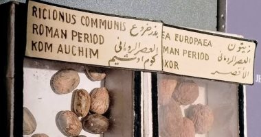 مقتنيات المتحف المصرى.. بذور الخروع والزيتون من العصر الروماني