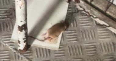 صراصير وفئران وطعام فاسد داخل معسكرات جيش الاحتلال.. صور انتشار الفئران