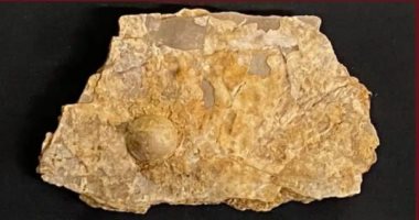 اكتشاف لؤلؤة عمرها 100 مليون عام في أستراليا