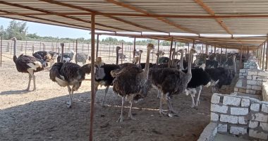 "زراعة الإسماعيلية" تعلن إقامة أكبر مزرعة نعام فى مصر 