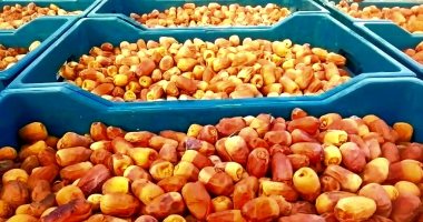 تمور الوادى الجديد ترسم البسمة على وجوه المزارعين