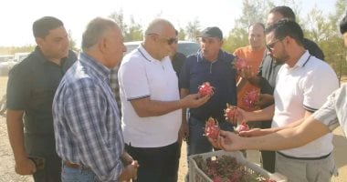 نجاح تجربة زراعة فاكهة "الدراجون فروت" فى الفرافرة لأول مرة.. صور