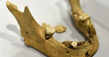 اكتشاف عظام فك عمرها 1.8 مليون عام في جورجيا