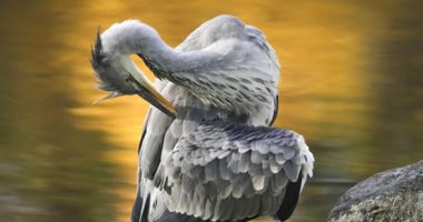 لقطات بديعة للطيور فى الطبيعة الساحرة