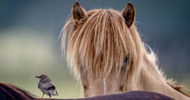 عالم الحيوان.. لقطات بديعة ديناميكية البرية الساحرة