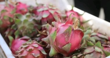 ثمار الدراجون فروت الطازجة