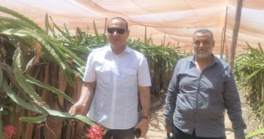 نجاح أولى تجارب زراعة الدراجون فروت بالإسماعيلية.. اعرف التفاصيل