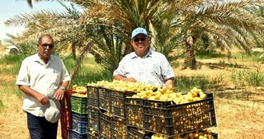 "البلح طرح".. الوادى الجديد تثمر بغيطان من الذهب البنى.. نجاح إنتاج المجدول والبارحى والسكرى والصقعى.. والفرافرة تتوسع فى زراعة النخيل المتميز وتحقق أعلى قيمة اقتصادية.. والمحافظ يوجه بفتح أسواق تصديرية جانب من جنى بلح البارحي