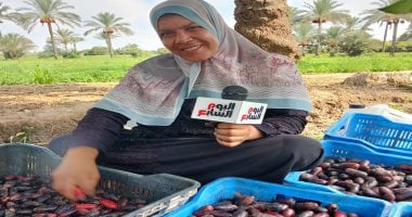 انطلاق حصاد البلح بمدينة القرين.. بلد المليون نخلة فى الشرقية.. فيديو