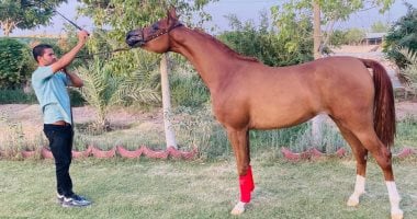 "دمو" قرية الألف مدرب بالفيوم.. مشيدو هرم هوارة أول من سكنها منذ 6 آلاف عام.. تشتهر بتربية وتدريب الخيول.. وأبناؤها يسافرون دول العالم لتدريب محبى الخيل.. ويشاركون فى مسابقات دولية.. صور تدريب الخيول