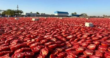 مزارع غرب الأقصر تبدأ التجهيز لموسم زراعة وتجفيف الطماطم الشتوية الجديد.. صور