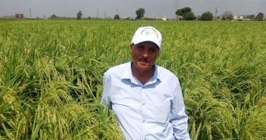 أرز بسمتى مصري.. شاهد زراعته فى حقول الشرقية.. فيديو