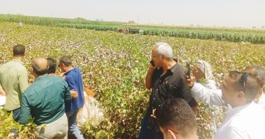 نورت يا قطن النيل.. بدء موسم جنى الذهب الأبيض فى 3218 فدانا بأسيوط.. مديرية الزراعة تحدد مراكز التجميع لتسهيل عملية استلام القطن من المزارعين.. ومنظومة تسويق مشتركة بين وزارات الاستثمار والزراعة والصناعة.. صور موسم جنى القطن بأسيوط