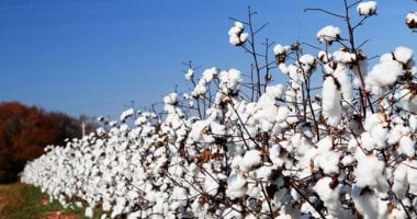 3218 فدانا من الذهب الأبيض.. انطلاق موسم جنى القطن بأسيوط