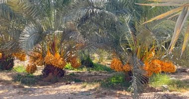 المثلث الأخضر فى شمال سيناء.. من رمال الصحراء إلى واحات عامرة.. يضم قرى قاطية وأقطية والمريح والجناين.. صنع سكانها لوحة زراعية مدهشة من الزيتون والنخيل والرمان.. الدولة وفرت خدمات وبنية تحتية متكاملة.. صور زراعة نخيل البارحي