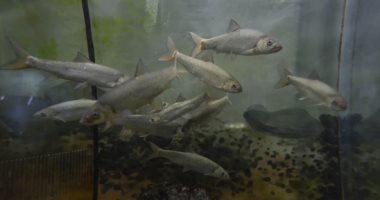 محمية بحرية بأنهار الصين.. الحفاظ على الأسماك النادرة والحيوانات البحرية