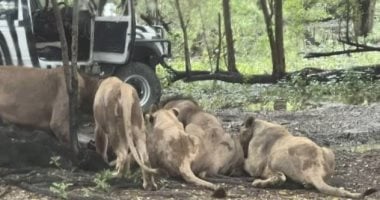مأساة في بانكوك.. 7 أسود تفتك بحارس أمام الزوار والسلطات تغلق الحديقة "صور"