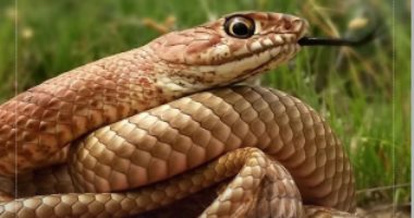 إياك تتجاهل حلم الثعبان.. اعرف معناه الحقيقى.. فيديو